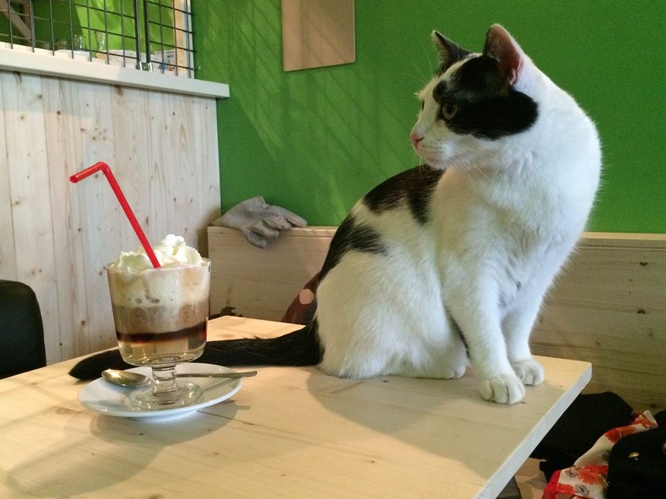 Le chat touille, Брюссель, Бельгия