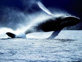 Где посмотреть на китов в Европе 