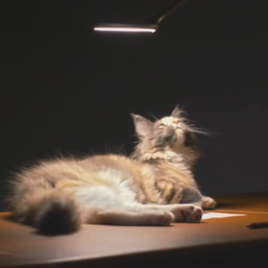 Реклама Hermès с кошками