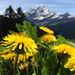Летом склоны Альп буквально усеяны цветами