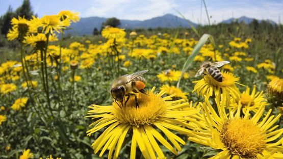 Европа запретит убивать пчёл